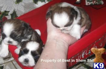 see MOVIE of this puppy on web site AKC Champion sired 706-646-2044 photo represents puppy available 